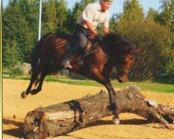 jumper Castro (German Sport Horse, 2006, from Camposanto)