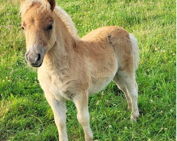 Fohlen von Zeus vom Burgblick (Shetland Pony (unter 87 cm), 2025, von Zorro vom Burgblick)