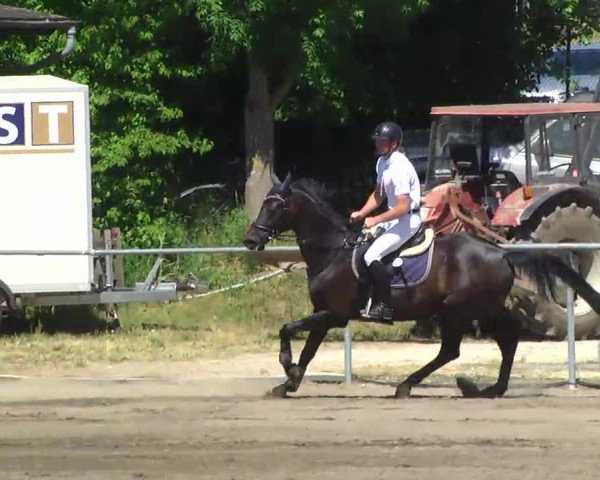 Großes Heidenheimer Reitturnier 2014