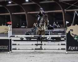 Cavallo da salto Carsali (Mecklenburger, 2017, di Carlo 300)