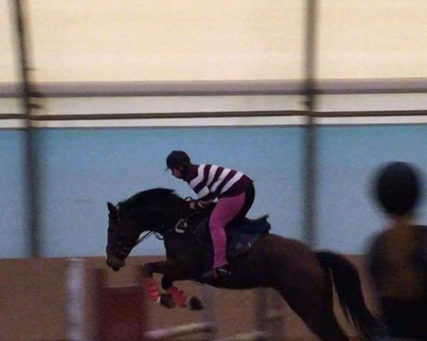 horse Athena VII (Holsteiner, 2008, from Cristo)