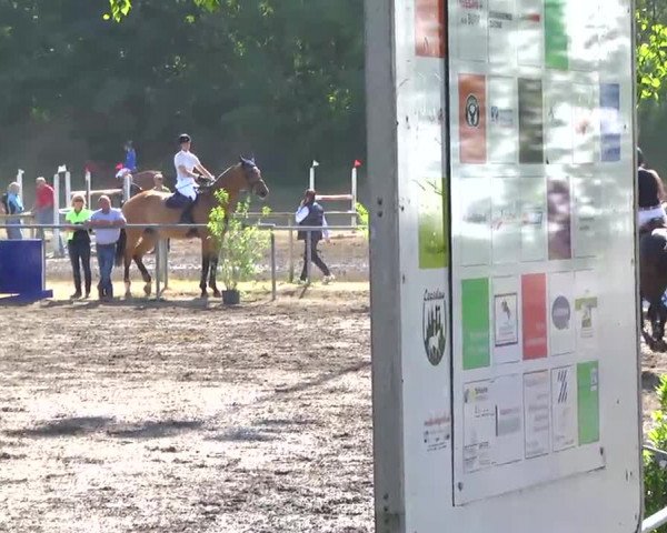 Großes Heidenheimer Reitturnier 2014