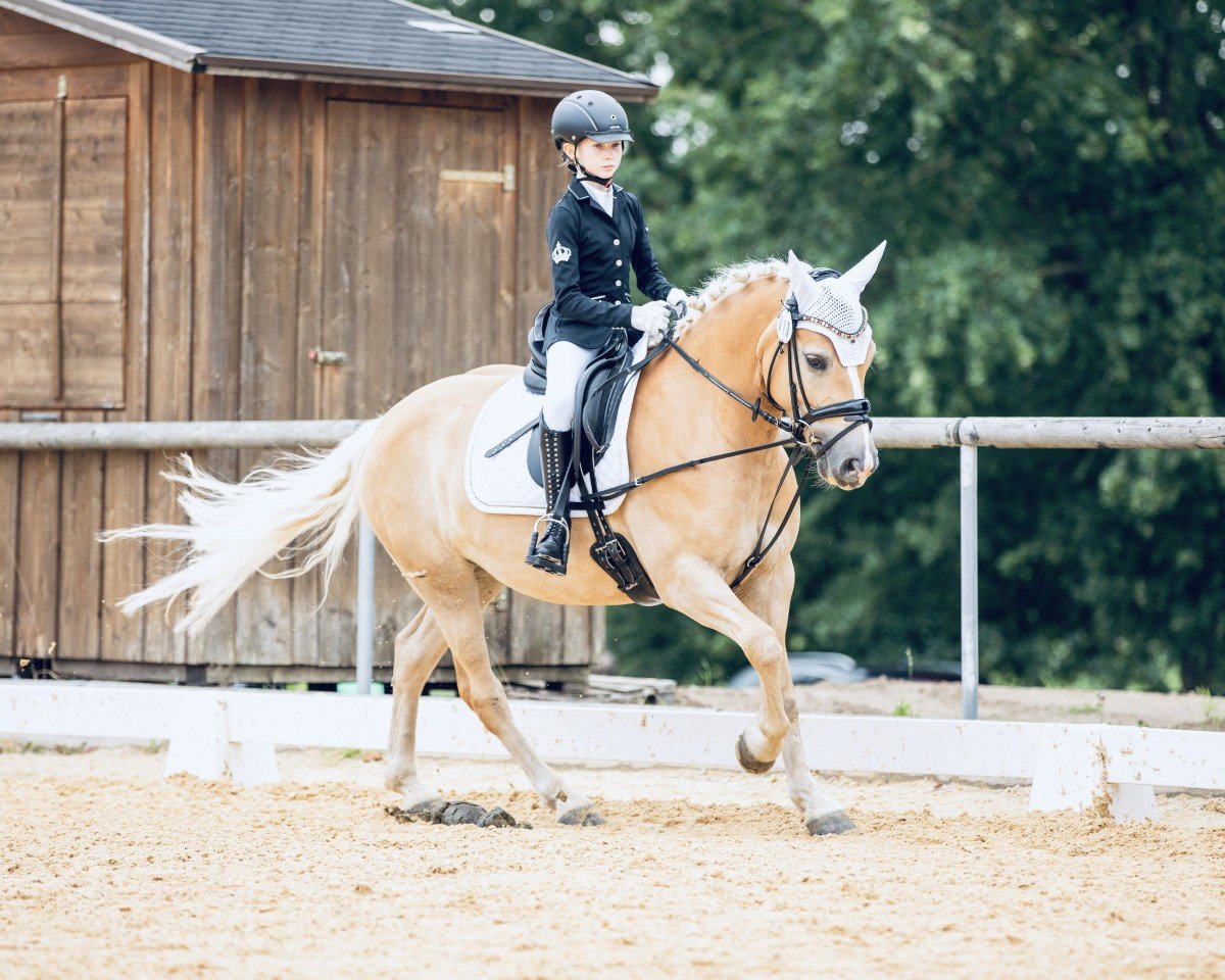 Zuchtstute Nella 22 (Edelbluthaflinger, 2018, von Sandor (6,25% ox))