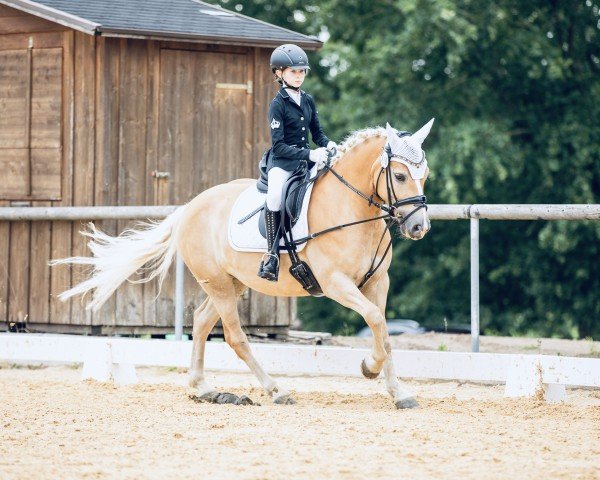 Broodmare Nella 22 (Edelbluthaflinger, 2018, from Sandor (6,25% ox))