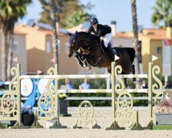 Caballo de salto Dalton de Tiji (Caballo de Deporte Anglo-Europeo, 2015, de Don't Touch Tiji Hero)