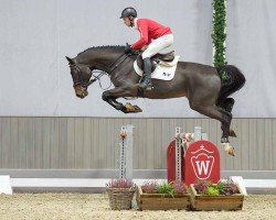jumper Umani DC (Belgian Warmblood, 2020, from Pegase van 't Ruytershof)