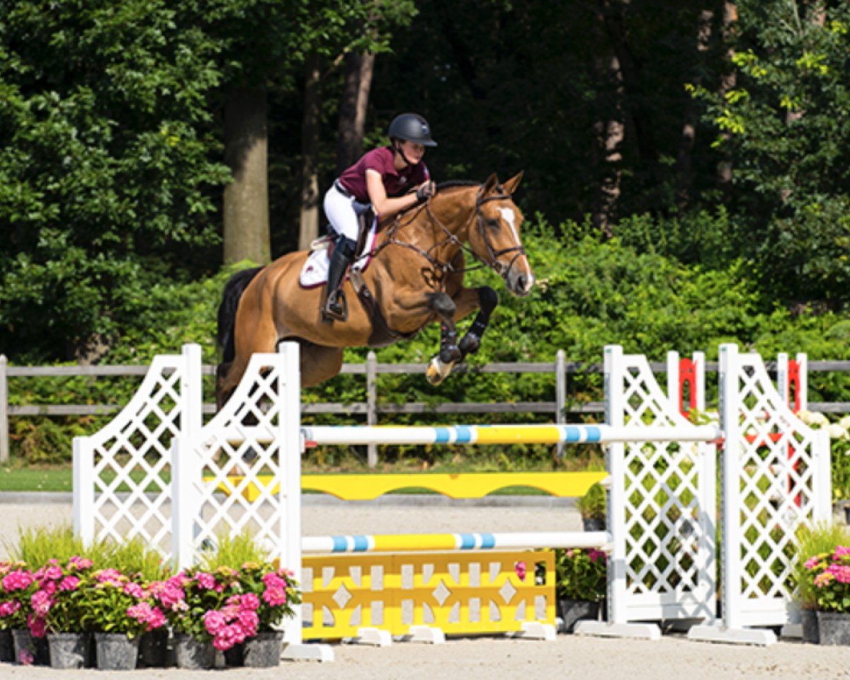 Cavallo da salto Icarus CJS (KWPN (Warmblood olandese), 2013, di Quasimodo Z)