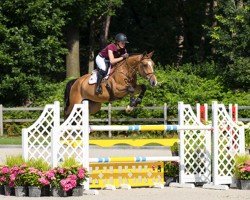 Cavallo da salto Icarus CJS (KWPN (Warmblood olandese), 2013, di Quasimodo Z)
