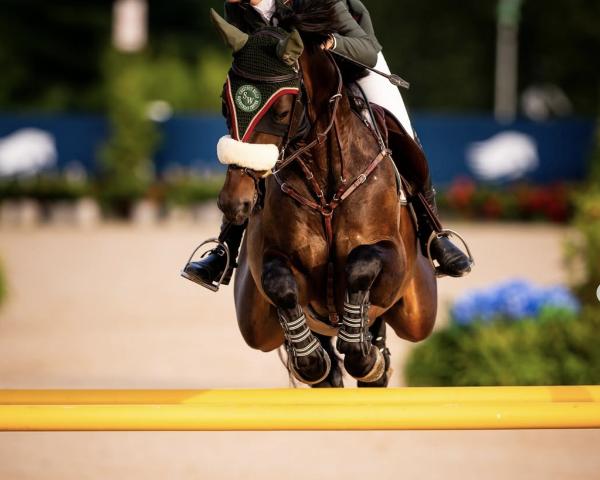 Skokový kůň Cielo (Americký teplokrevník, 2015, od Citoki)
