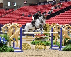 jumper Chavetto PS (Oldenburg show jumper, 2017, from Chacoon Blue)