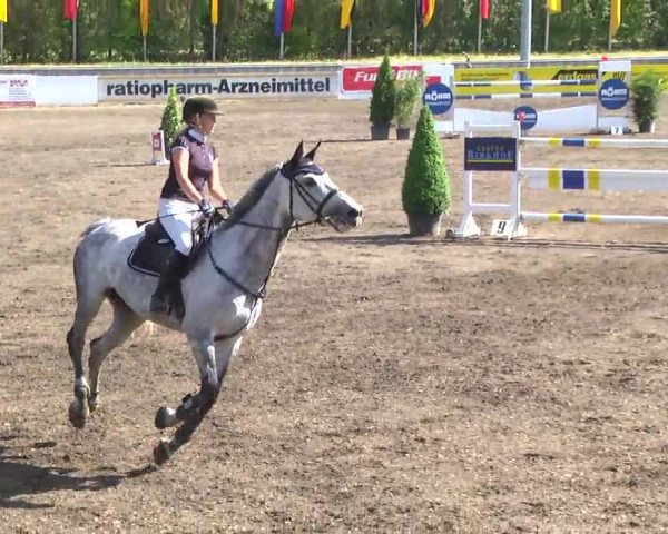 Großes Heidenheimer Reitturnier 2014