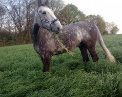 dressage horse Flecky (Colder) (German Warmblood, 2013)