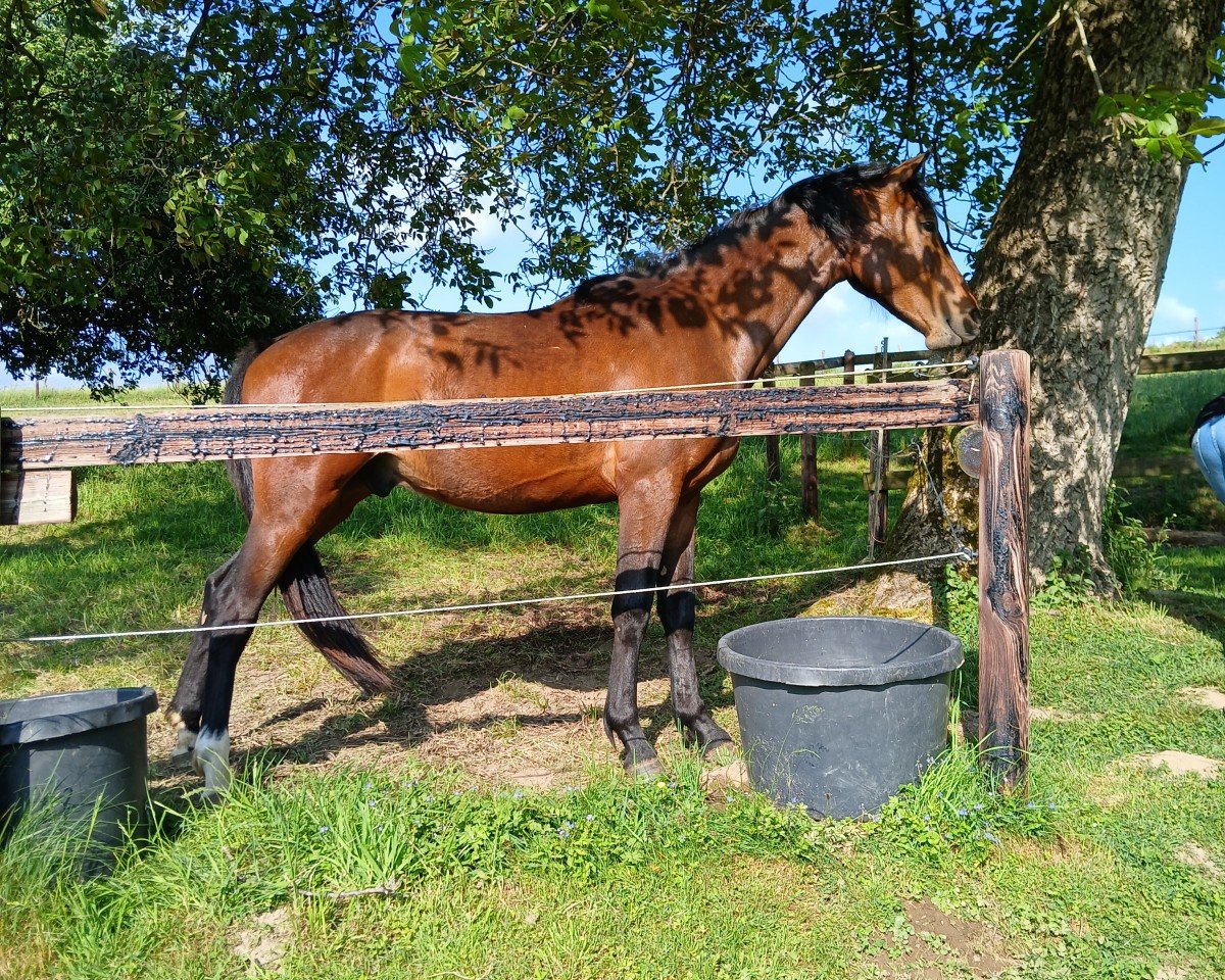 A Touch Of Sudden: Cheval, Pedigree