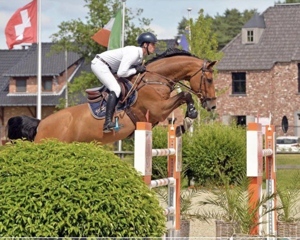 jumper Lupitas (Westphalian, 2012, from Lupicor)