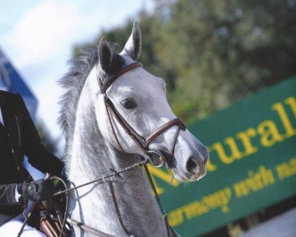 horse Caredan Z (Zangersheide riding horse, 2009, from Candillo Z)