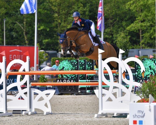 broodmare Galaxy V (anglo european sporthorse, 2012, from Argento)