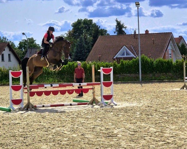 Springpferd Mavita Lu 2 (Holsteiner, 2019, von Taloubet Z)