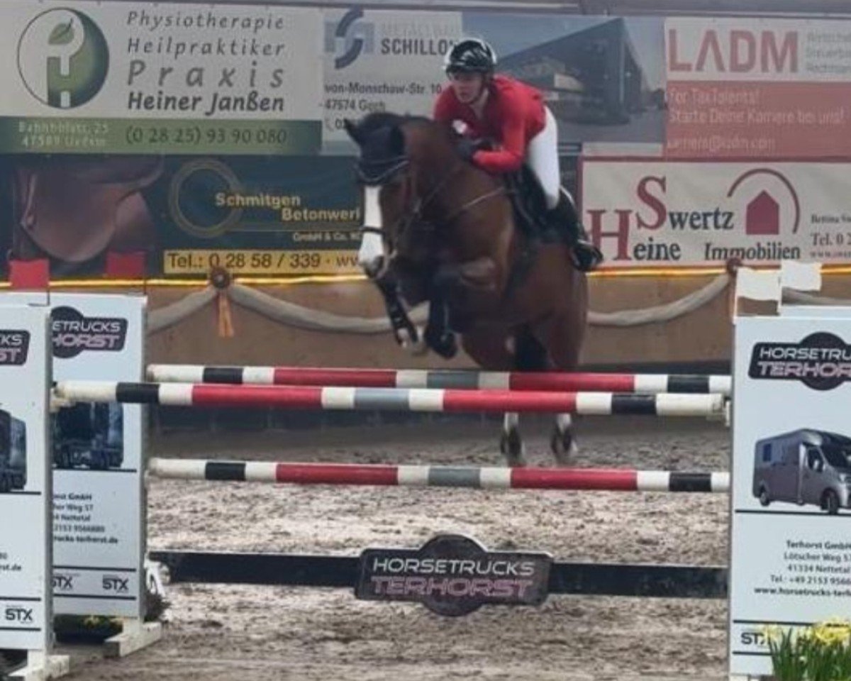 jumper Light On Lilli (Westphalian, 2015, from Light On Sun)