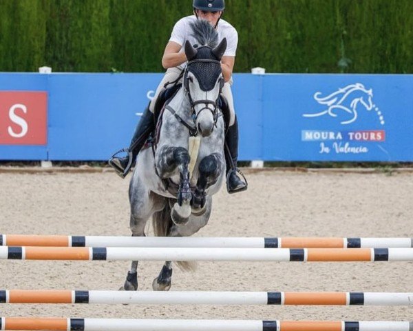 jumper Rocky Star vd Bokke (Belgian Warmblood, 2017, from Wandor van de Mispelaere D'10)