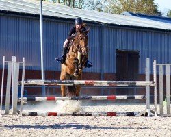 Cavallo da Dressage Lysanto de luxe (Hannoveriano, 2006, di DE 331310000001)