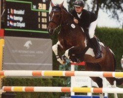 jumper My Lady (Swedish Warmblood, 2008)