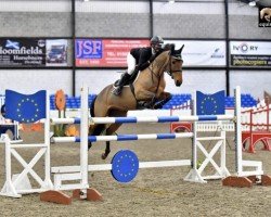 Cavallo da salto Sligo Furistos Flight (Irish Sport Horse, 2005, di Laughton's Flight)