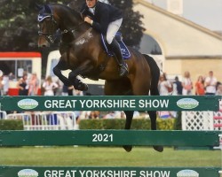 jumper Salvador (anglo european sporthorse, 2009, from Balou du Rouet)