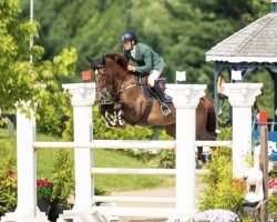 jumper Cloonbarry Kannalilly (Irish Sport Horse, 2016, from Kannan)