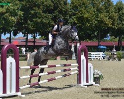 jumper Con Torero (German Sport Horse, 2018, from DSP Con Spirit)
