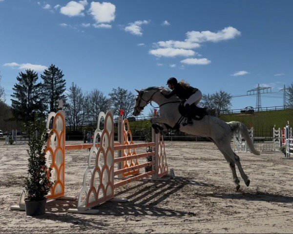 broodmare Jaylo 3 (Holsteiner, 2016, from Casaltino)