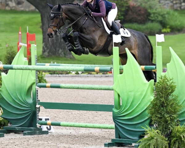 broodmare Easy Girl (Oldenburg show jumper, 2011, from Conthargos)