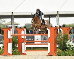 jumper K&t Geromino (Swedish Warmblood, 2015, from Gamelus R (G.Amelusa R53))