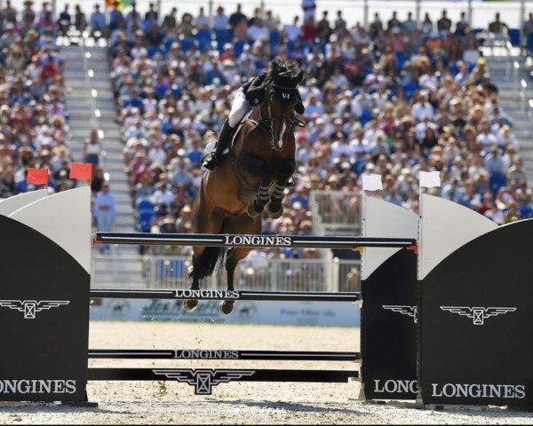 jumper Vins vd Tojopehoeve Z (Zangersheide riding horse, 2013, from Vagrant Z)