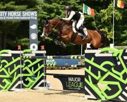 jumper La Serra (Holsteiner, 2014, from Casall Ask)