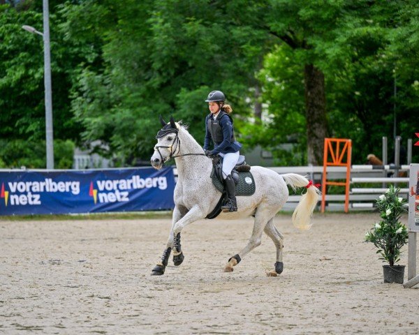 jumper Chillag Bf (Swiss Warmblood, 2007, from Cristallo I)