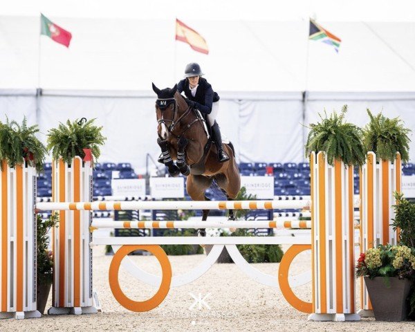 jumper Santauer (Oldenburg show jumper, 2009, from Sanvaro)