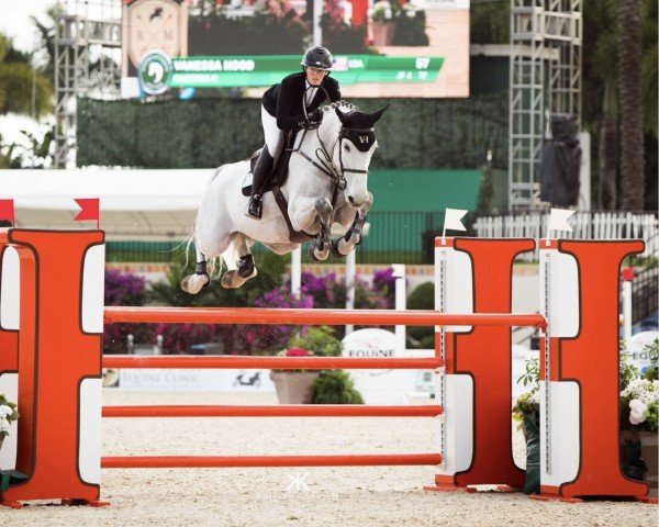 broodmare Casstina H (Hanoverian, 2010, from Cassini II)
