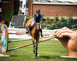 Cavallo da salto Gentille van Spieveld (Cavallo a sangue caldo belga, 2006, di Heartbreaker)
