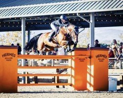 Cavallo da salto Stokkholm (Oldenburger Cavallo da salto, 2008, di Stenograph 176 FIN)