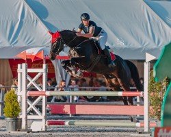 Cavallo da salto Calantos Von Ryfenstein CH (Cavallo svizzero a sangue caldo, 2019, di Albführen's Caladetto)