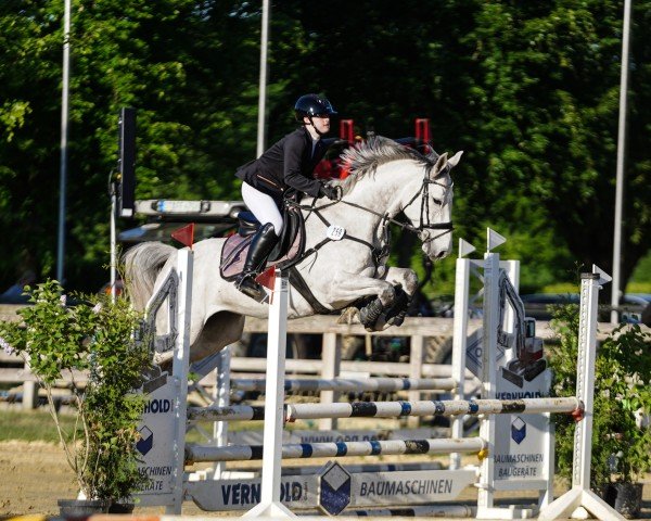jumper Chakita 4 (Westphalian, 2018, from K.i Checkter)