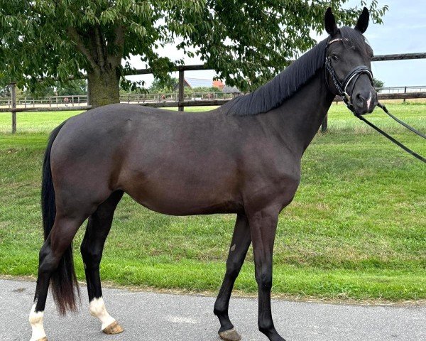 horse Fides (Oldenburg, 2022, from Total Diamond PS)