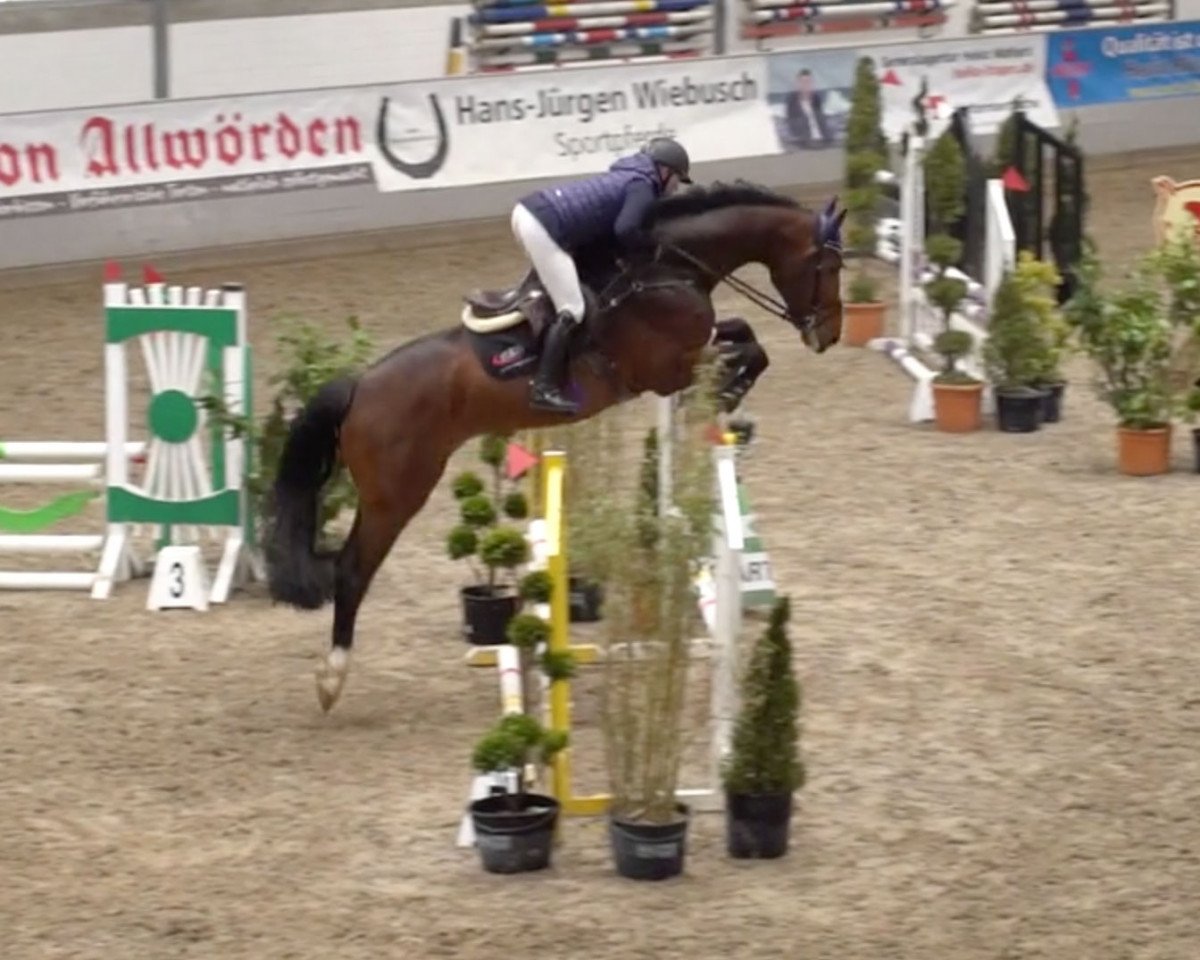 Deckhengst Zintendro (Westfale, 2016, von Zinedine)