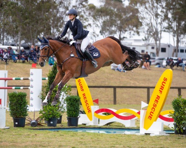 jumper Quel Filou 16 (Holsteiner, 2012, from Quiwi Dream)