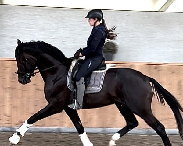 horse Sambuca 115 (Hanoverian, 2021, from So Perfect)