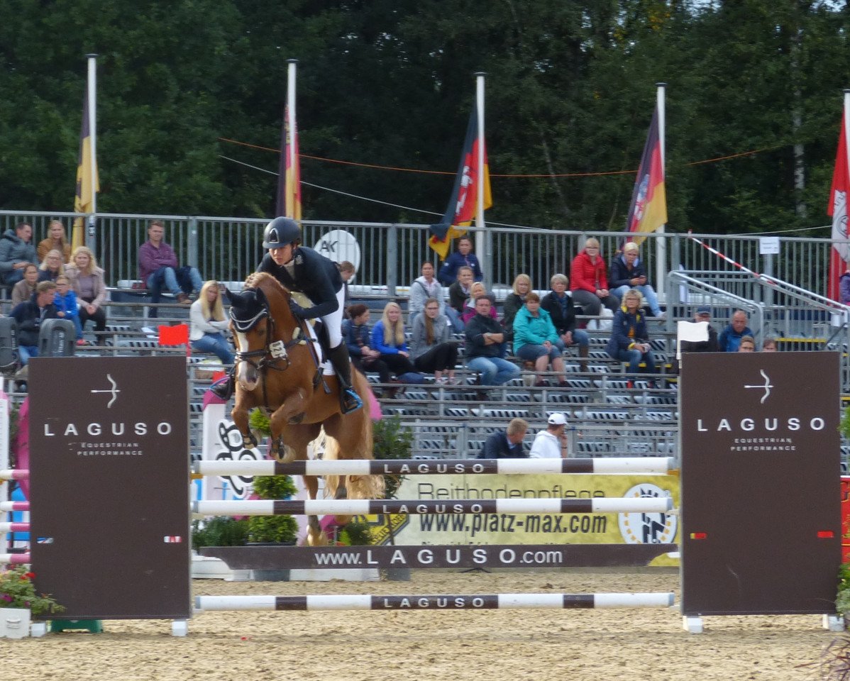 Cavallo da salto St.annens Get Up (Pony da Sella Tedesco, 2011, di Golden Gate N)