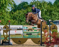 Cavallo da salto Catharine 3 (Oldenburger, 2016, di Casalido)