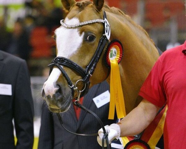 Deckhengst Crown Cingdom (Deutsches Reitpony, 2015, von Crown Charm of Royal)