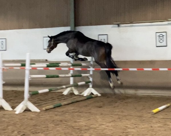 jumper Fleur 356 (Württemberger, 2004, from French Kiss)