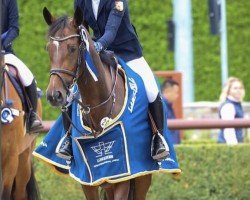 jumper Donnatella Z (Zangersheide riding horse, 2017, from Dominator 2000 Z)